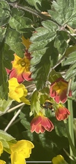 Primula veris