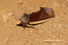 Gonodonta