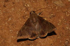 Ophisma