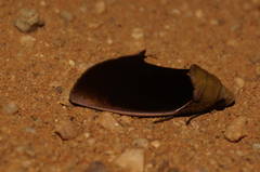 Gonodonta