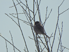Emberiza schoeniclus