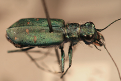 Cicindela depressula depressula