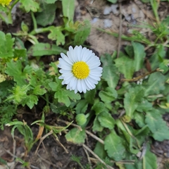 Bellis annua