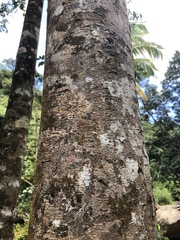 Senna siamea