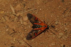 Cosmosoma cingulatum