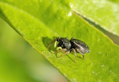 Heliophanus flavipes