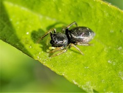 Heliophanus flavipes