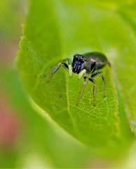 Heliophanus flavipes