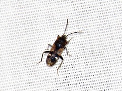 Lanchnophorus singalensis