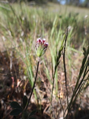 Trifolium dichotomum