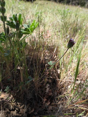 Trifolium dichotomum