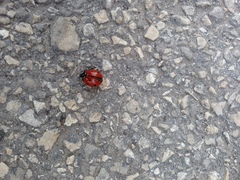 Coccinella septempunctata