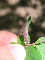 Phyllocoptes triacis