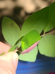 Phyllocoptes triacis