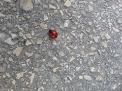 Coccinella septempunctata