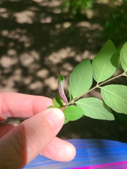 Phyllocoptes triacis