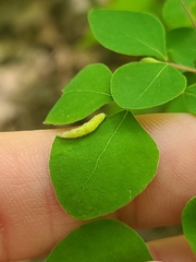 Phyllocoptes triacis