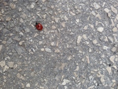 Coccinella septempunctata