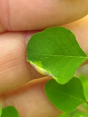 Phyllocoptes triacis