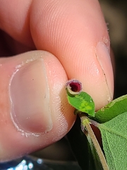 Phyllocoptes triacis