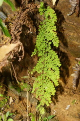 Adiantum concinnum