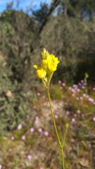 Linaria viscosa