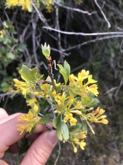 Ribes aureum aureum