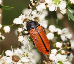 Castiarina rufipennis