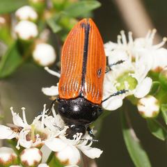 Castiarina rufipennis