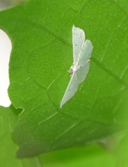 Derambila lumenaria