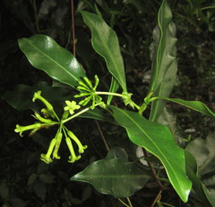Peddiea africana