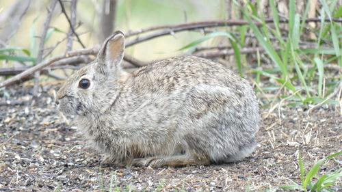 Eastern Cottontail photographed in South Dakota