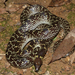 Common Wolf Snake - Photo (c) hokoonwong, some rights reserved (CC BY-NC)