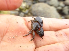 Petrolisthes cabrilloi