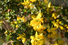 Genista berberidea