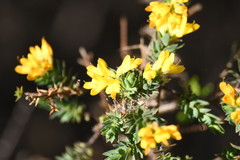 Genista berberidea