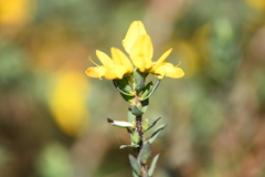 Genista berberidea