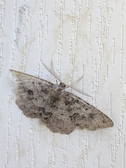 Melanolophia imitata