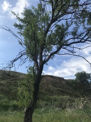 Prunus amygdalus