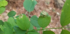 Agromyza soka
