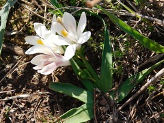 Freesia caryophyllacea