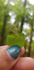 Agromyza soka