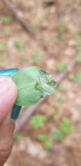 Agromyza soka