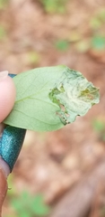 Agromyza soka