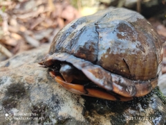 Kinosternon creaseri