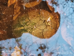 Kinosternon creaseri