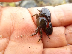 Petrolisthes cabrilloi