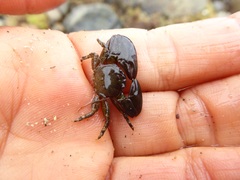 Petrolisthes cabrilloi