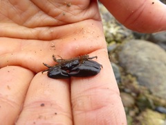 Petrolisthes cabrilloi