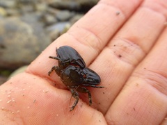 Petrolisthes cabrilloi